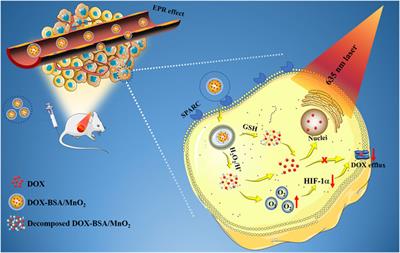 Hypoxia-ameliorated photothermal manganese dioxide nanoplatform for reversing doxorubicin resistance